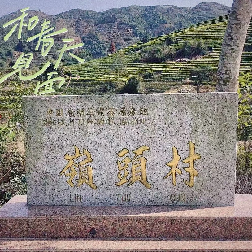 凤凰单丛饶平岭头白叶单丛茶荒野「蜜兰香」番薯蜜味茶汤香甜纯滑