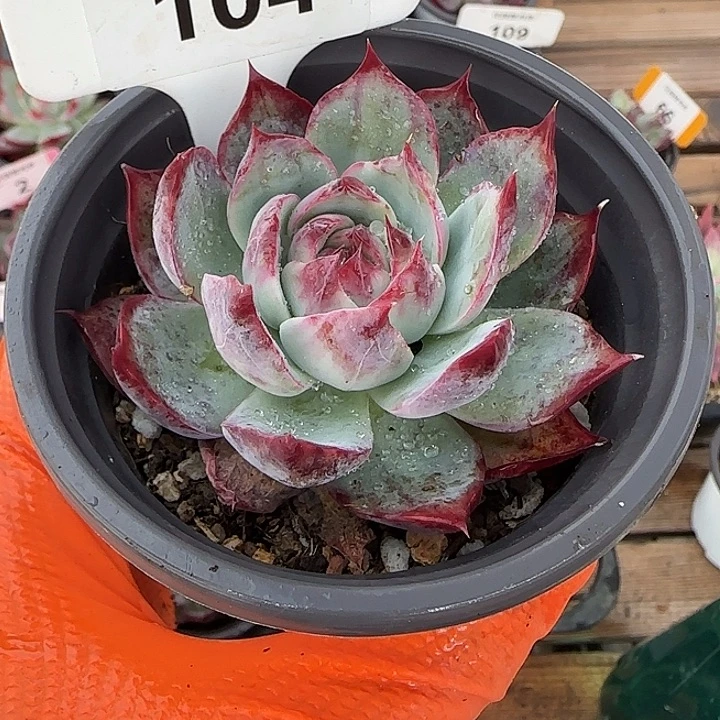 104 惊鸿仙子多肉植物