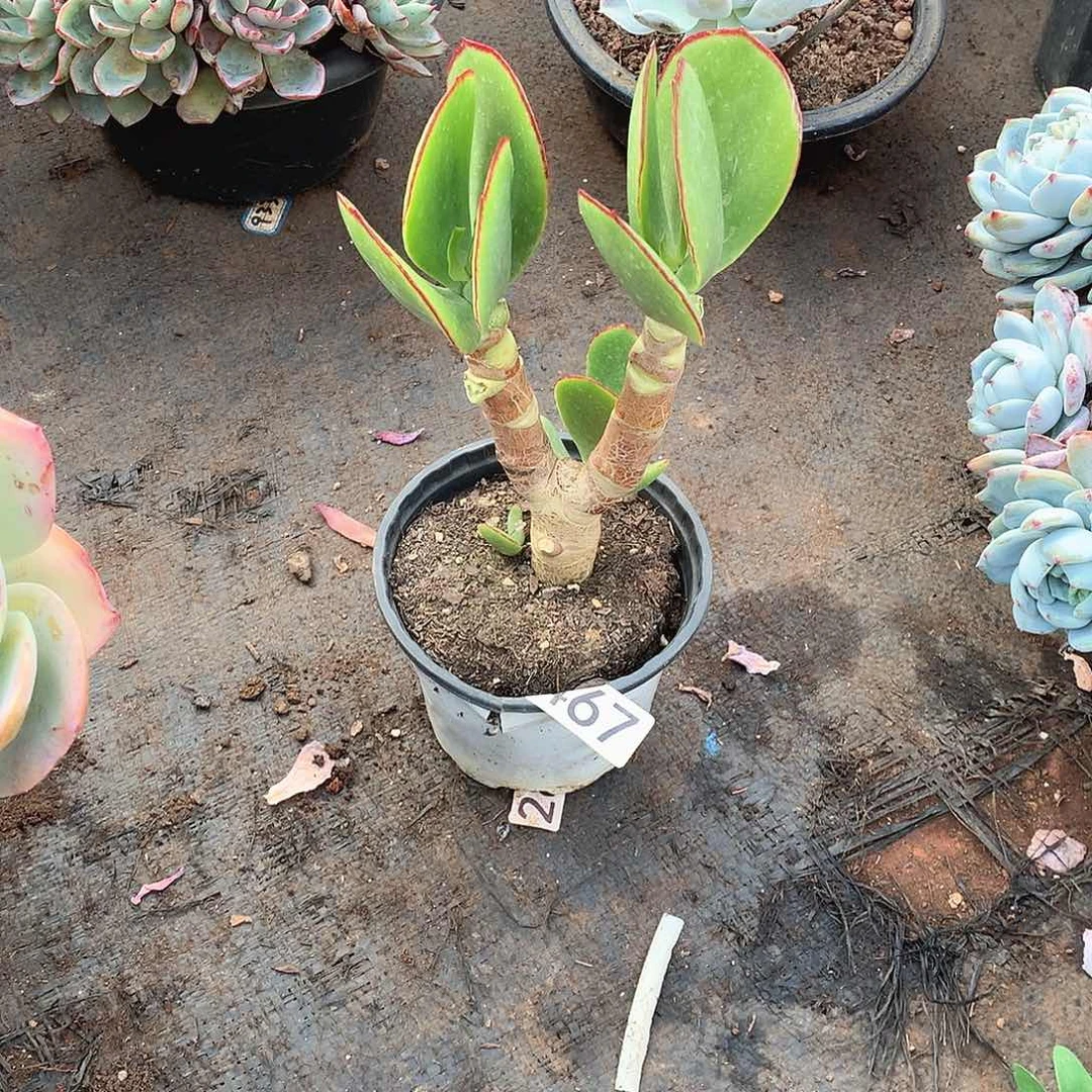 467青梅 一物一拍多肉