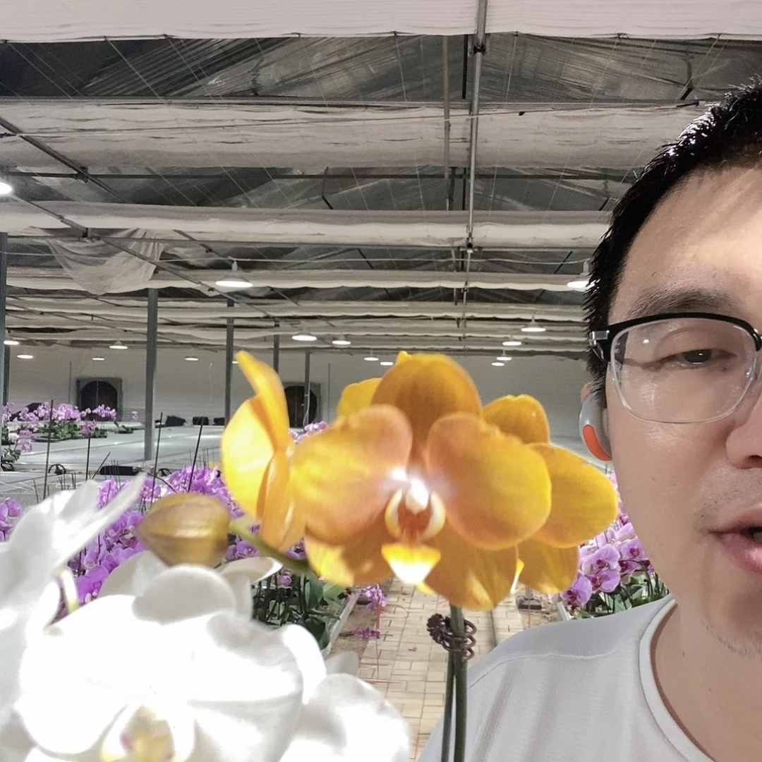 完全开放阿玛➕拉斯维加斯