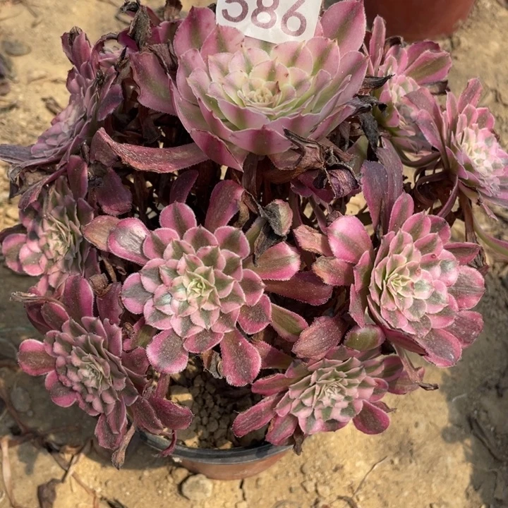 无花朵586多肉植物红铜白