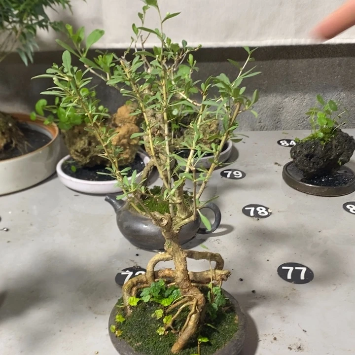 汴***子完全开放退款拉黑一物一拍380