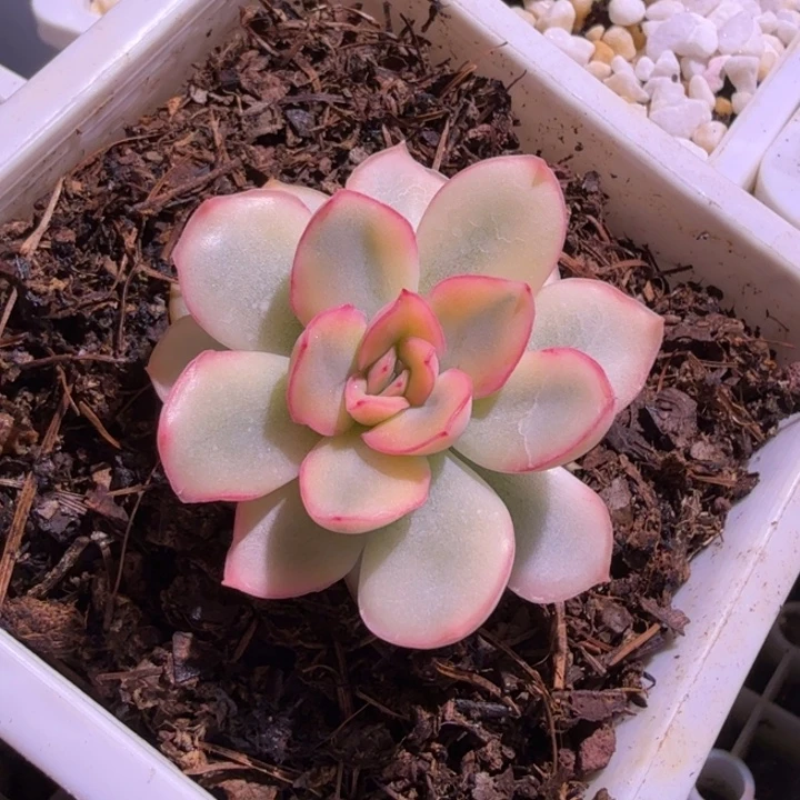 糖心猎户座锦多肉植物