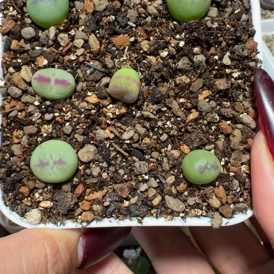 小***齐桃实生多肉植物多肉