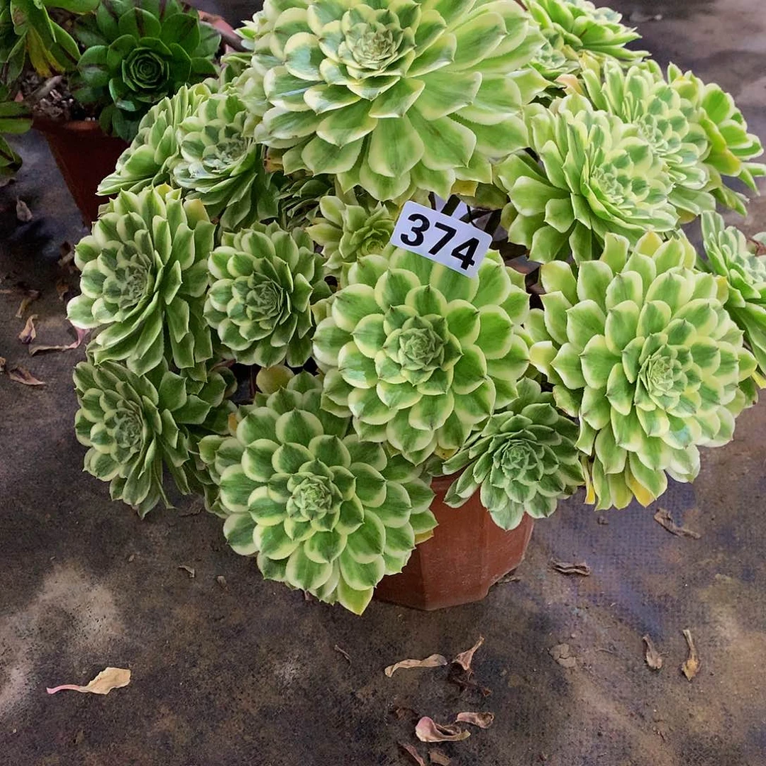 半****间多肉碧浪374.00000