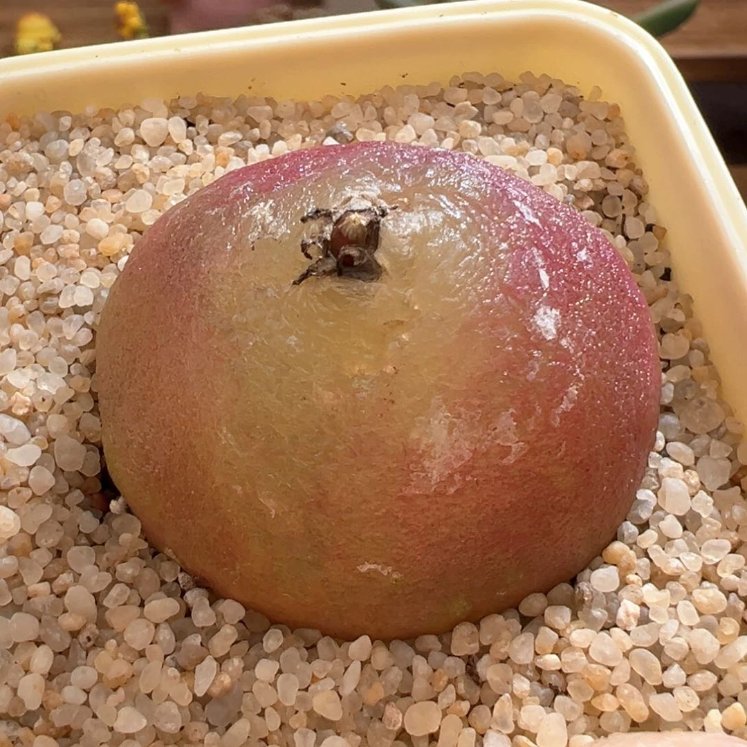 409。4.4厘米灯泡奶奶