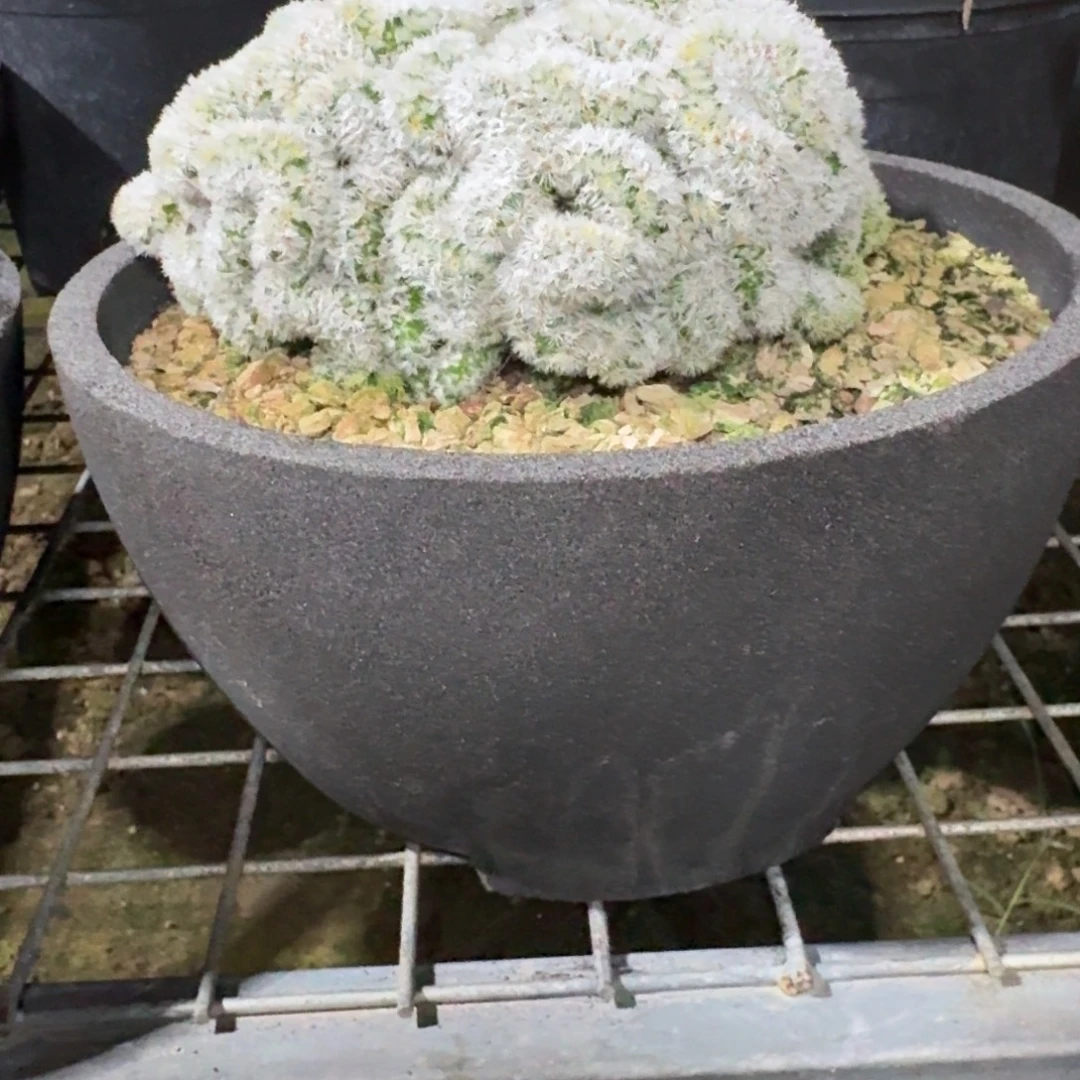 梦***貘盆两个花盆多肉植物