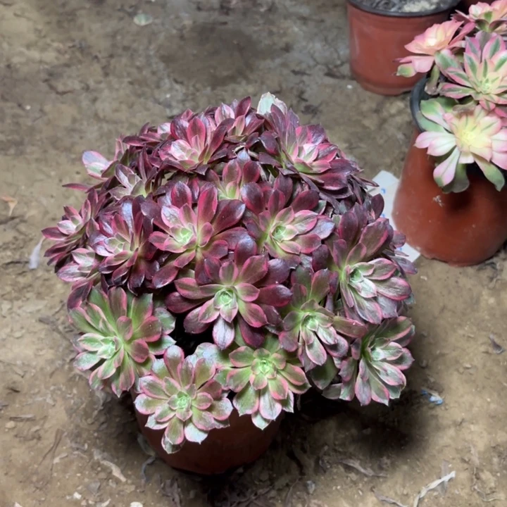 多肉植物法师安娜2