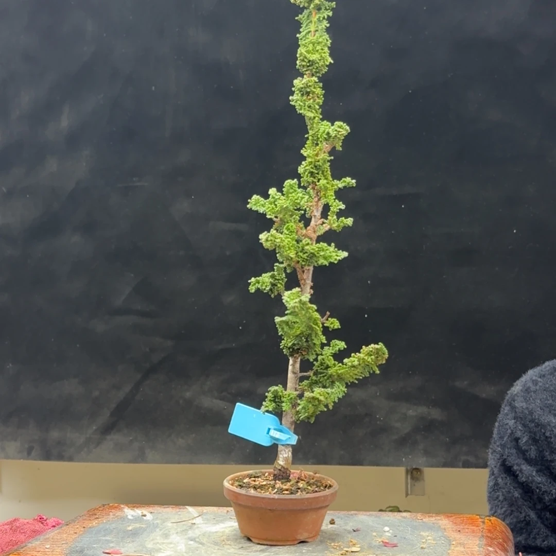 星***D无花朵202顺丰到付不包邮