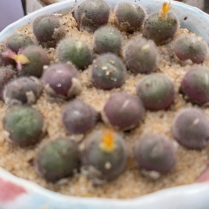 史蒂芬尼毛球一颗。