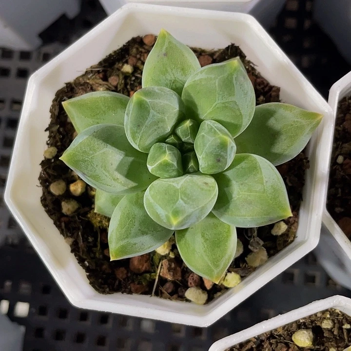 八角盆重楼带哦土发货