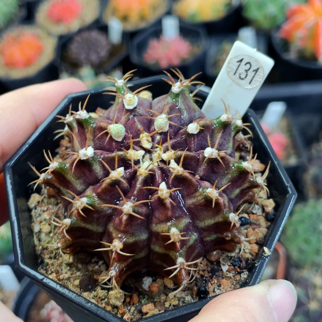 盆5公分满25包邮裸根发货