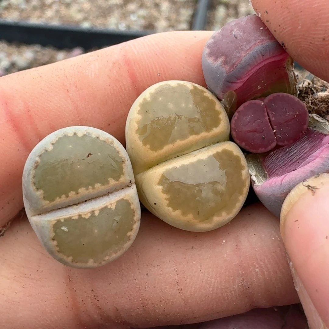 逗*142三颗   000000000000