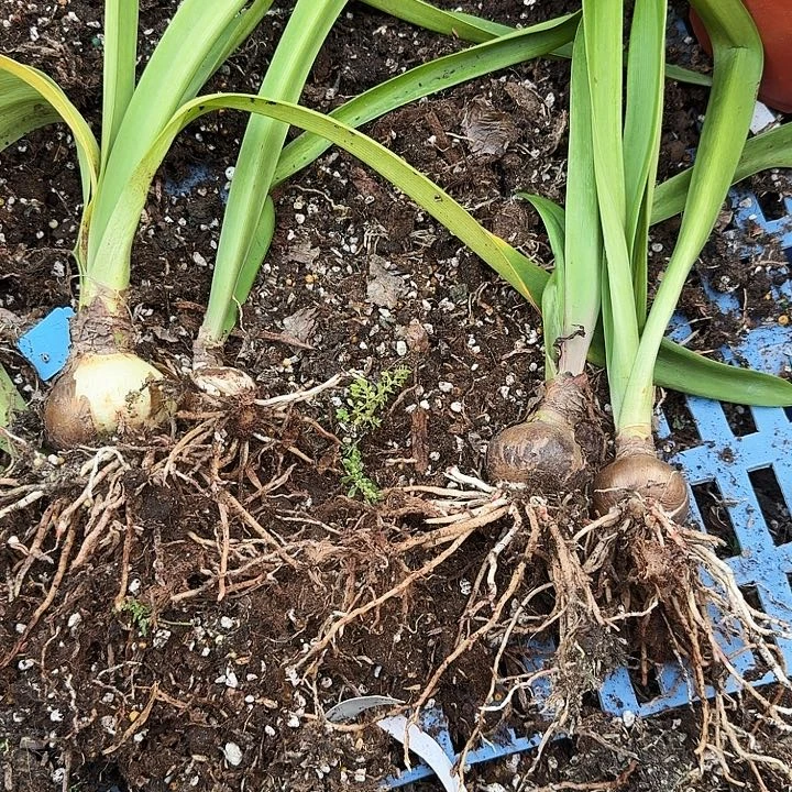 九天仙女朱顶红一组