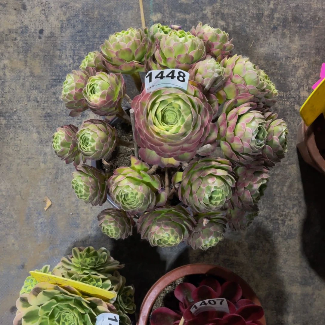 无花朵雨*海王1448寄养福利