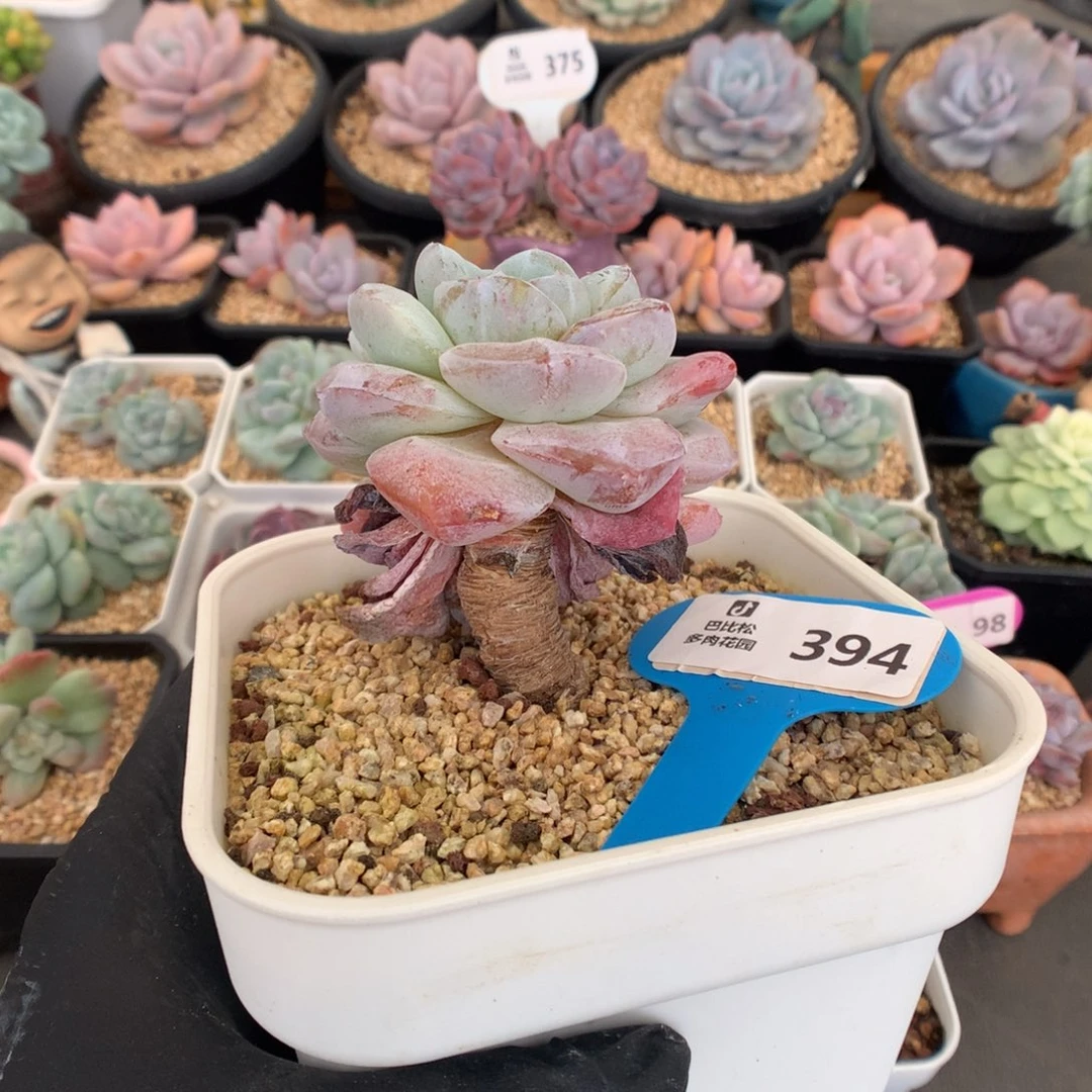 394 粗腿韩版冰玉石化