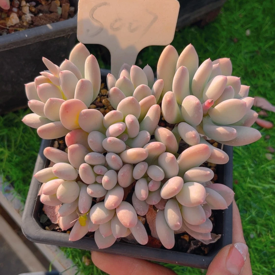 三日月美人588888888