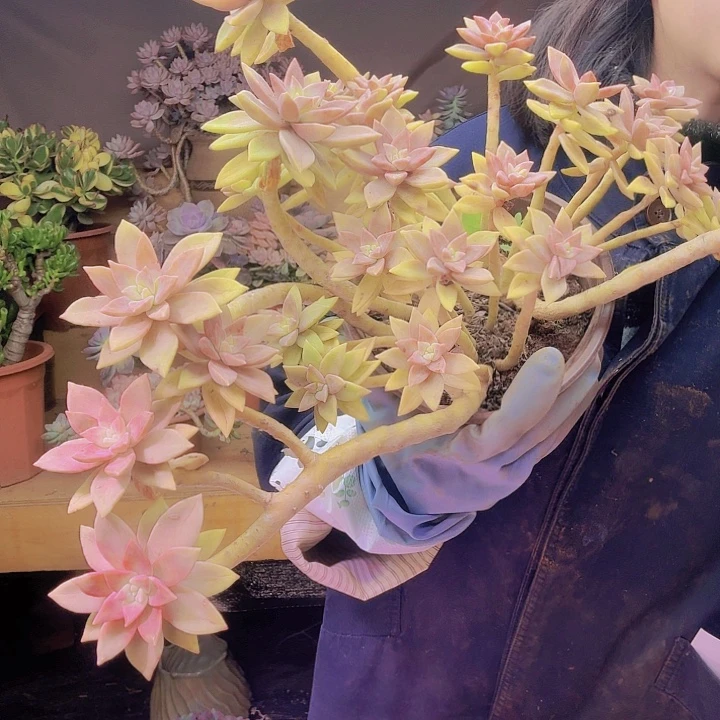 明***好橙色恋人多肉植物