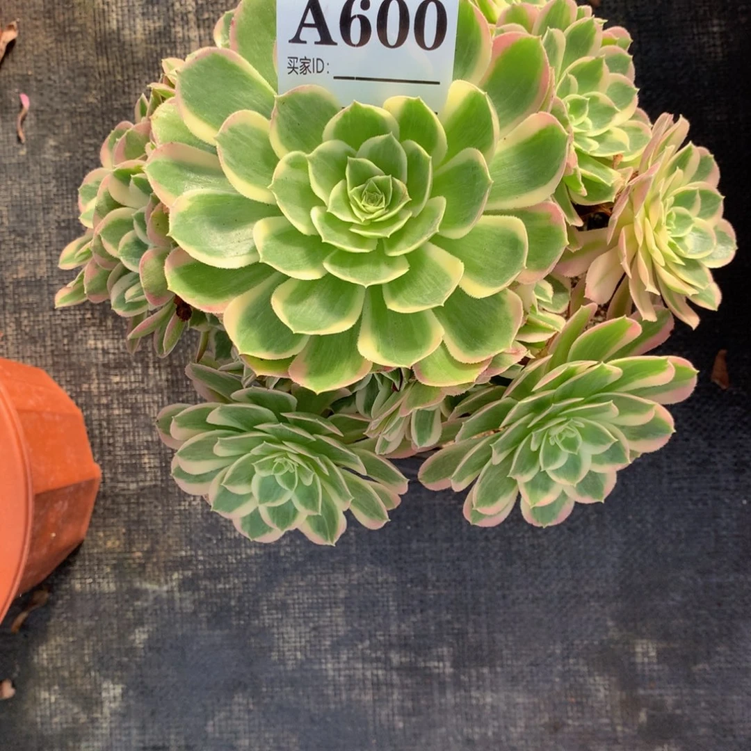 孔雀翎600法师多肉植物3500000000