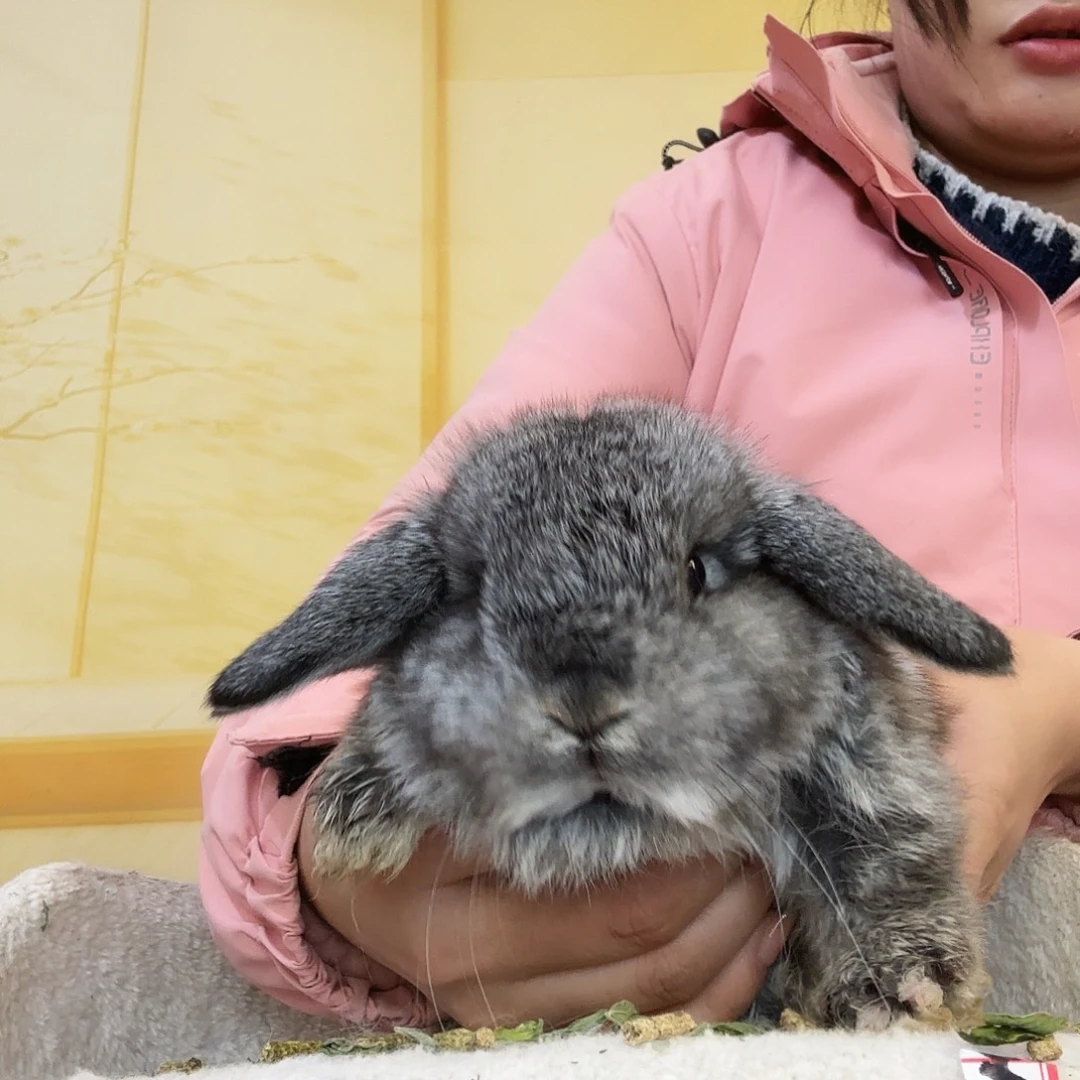 星***辰侏儒兔妹妹垂耳兔妹妹