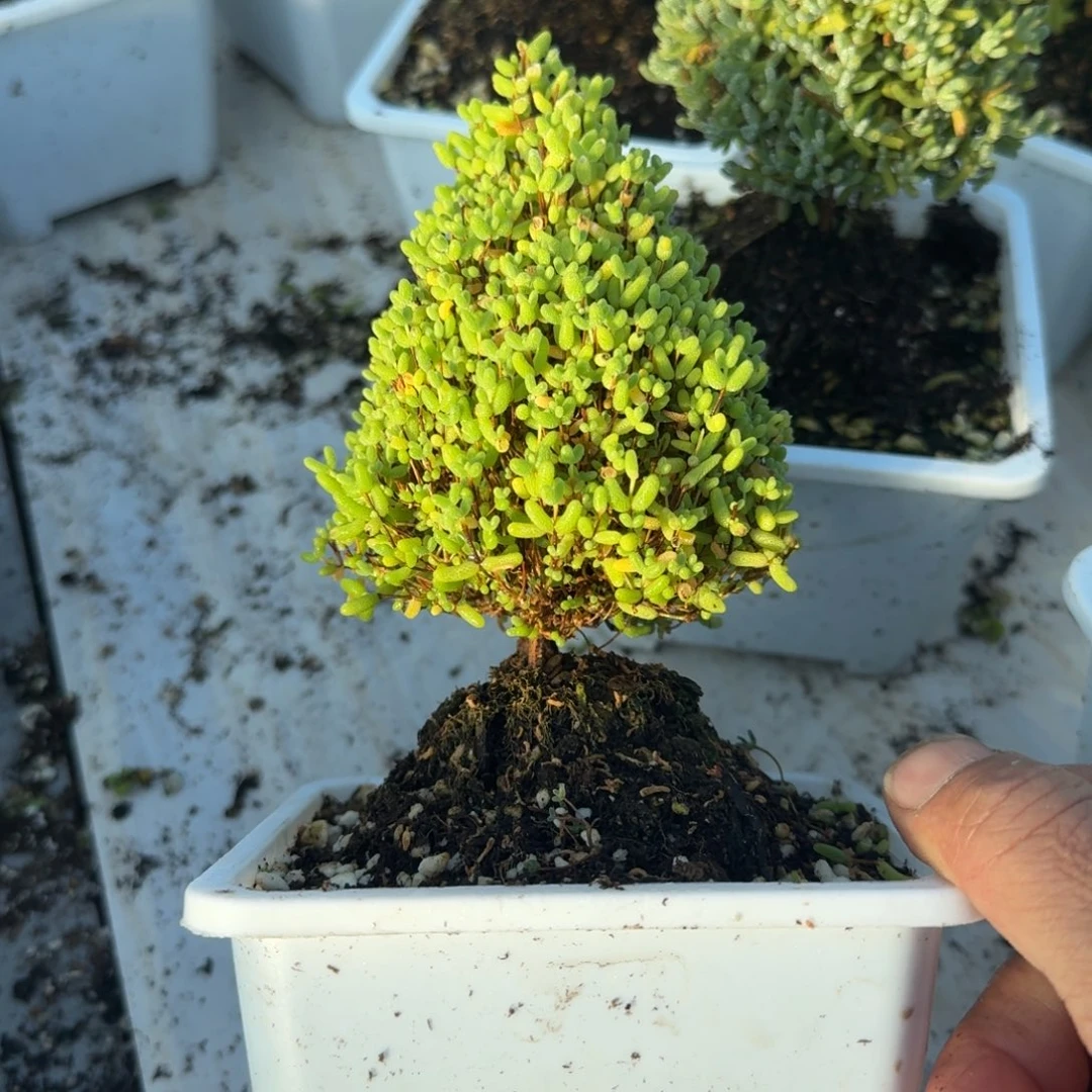 圣诞树蜜橘带盆带土发