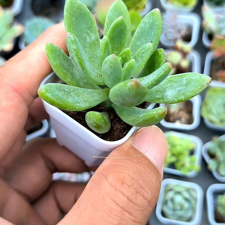 春萌一颗，满7元包邮