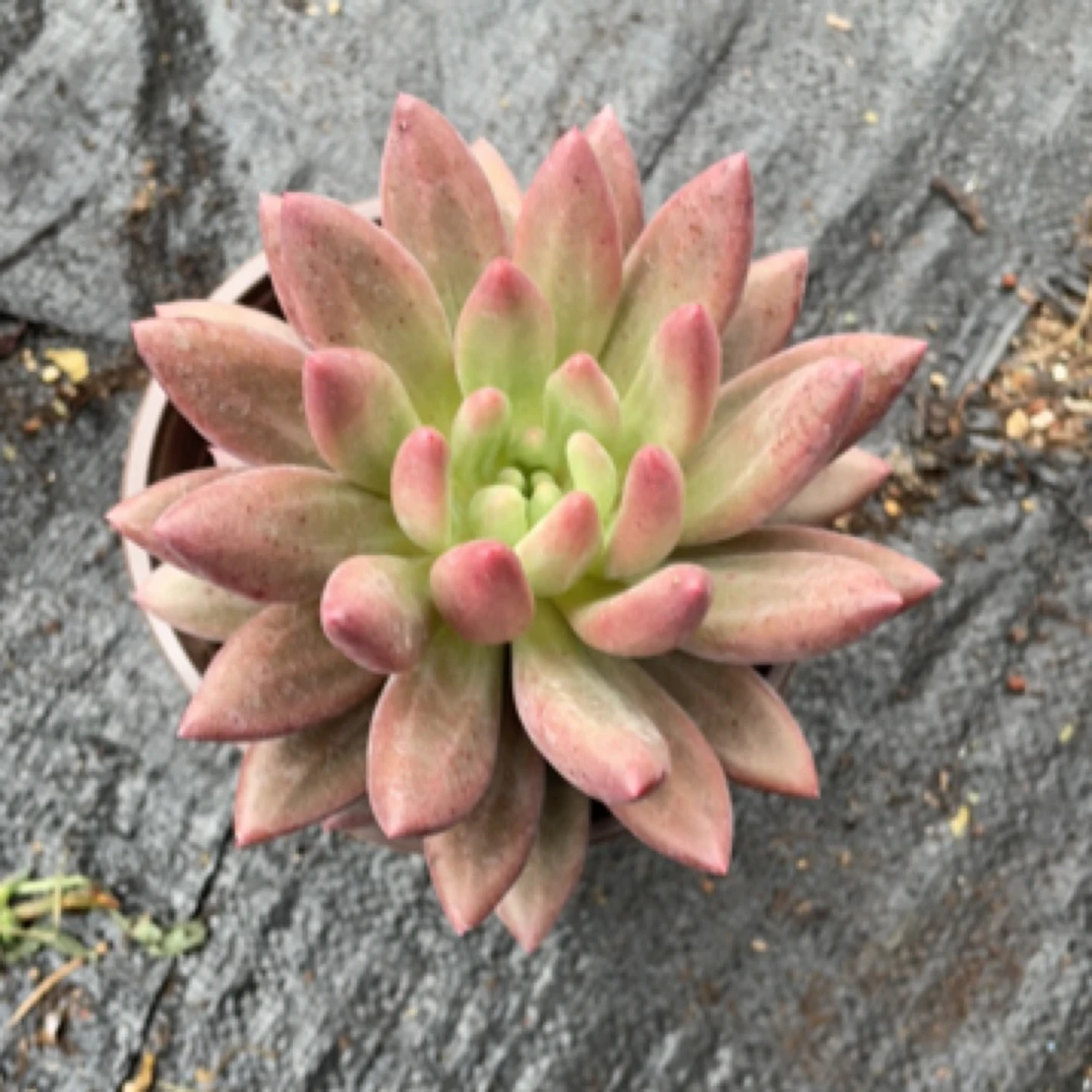 红蜻蜓 多肉植物新手好养(全店满9.99包邮)