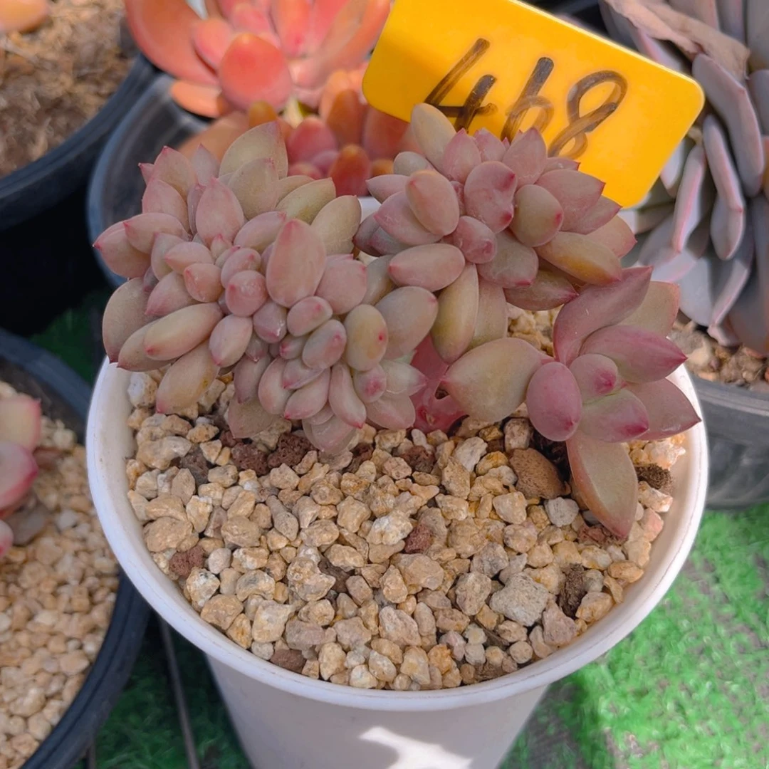 小*468fghjhhhhjhjjjj多肉