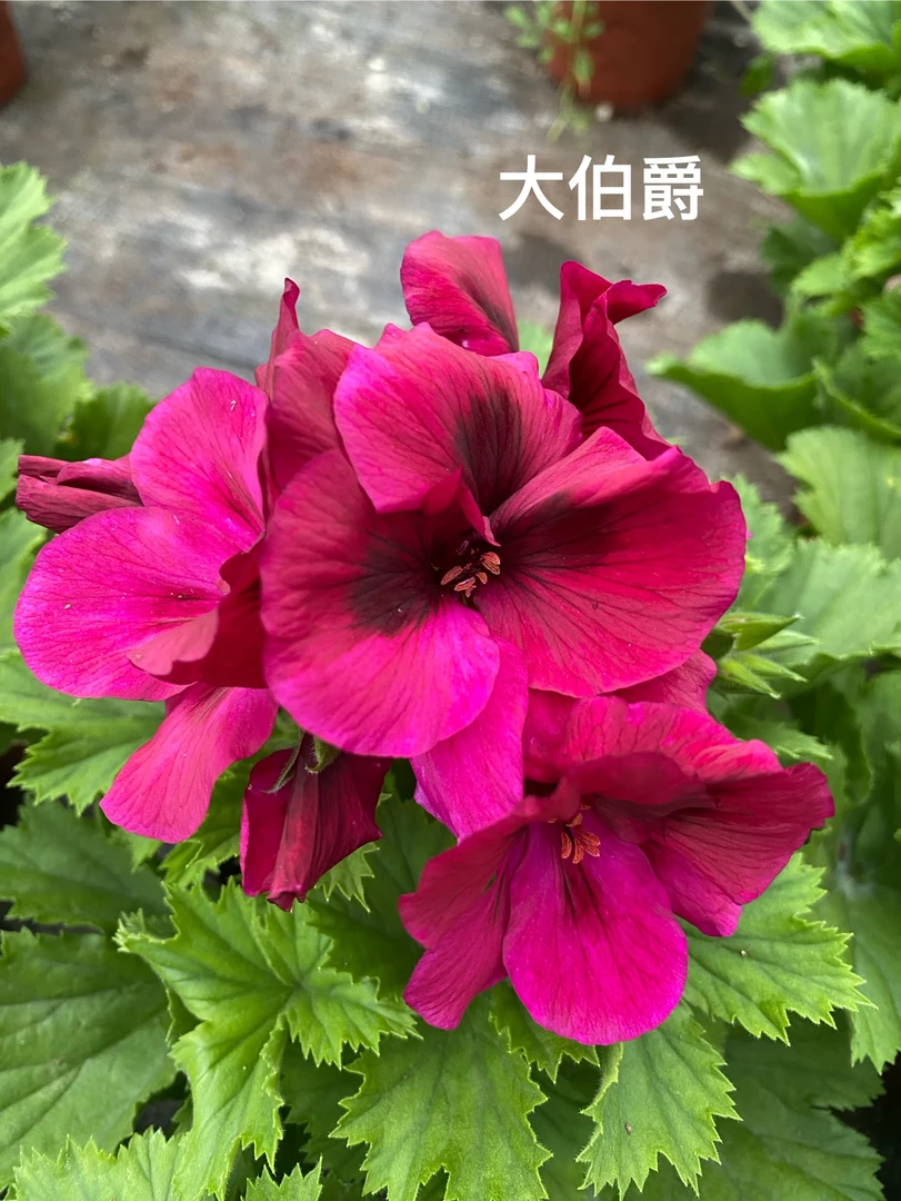 【大伯爵】大花天竺葵（零下拍保温冻坏不售后）