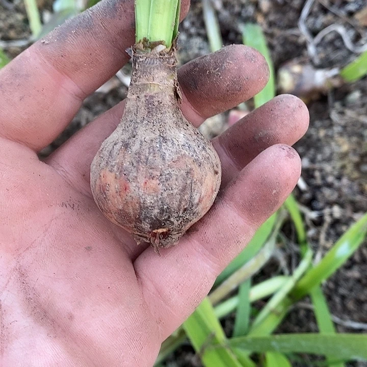 春云雀3厘米朱顶红