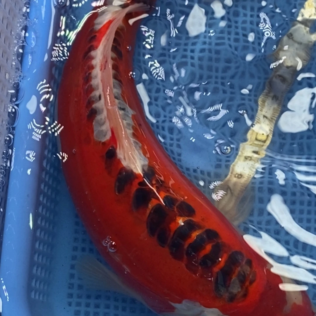 锦鲤冷水锦鲤包邮