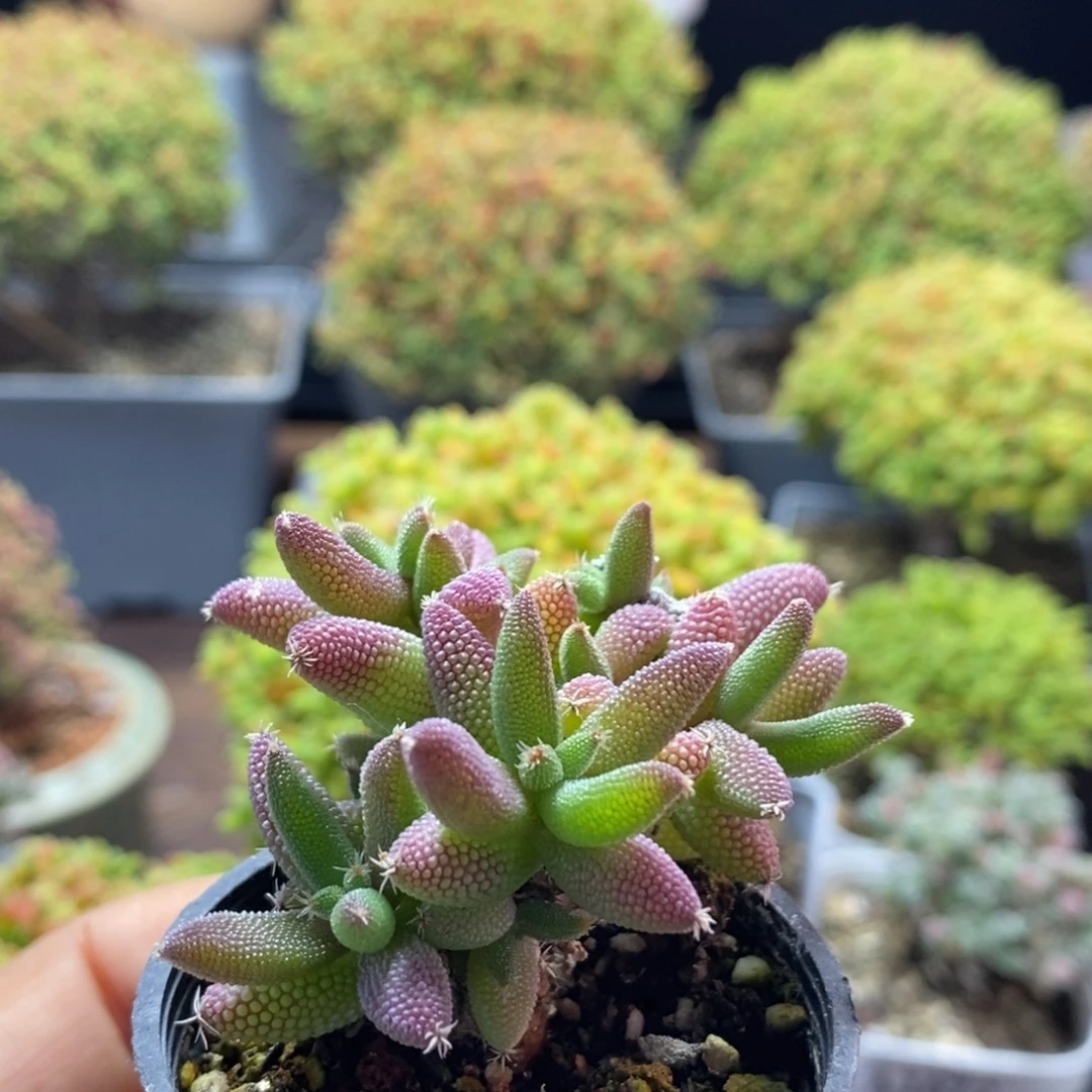 王***红实生玉米1823枝干番杏