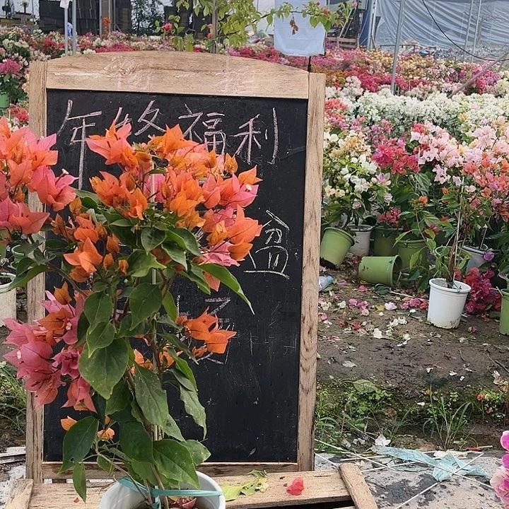 完全开放三角梅橙色火焰