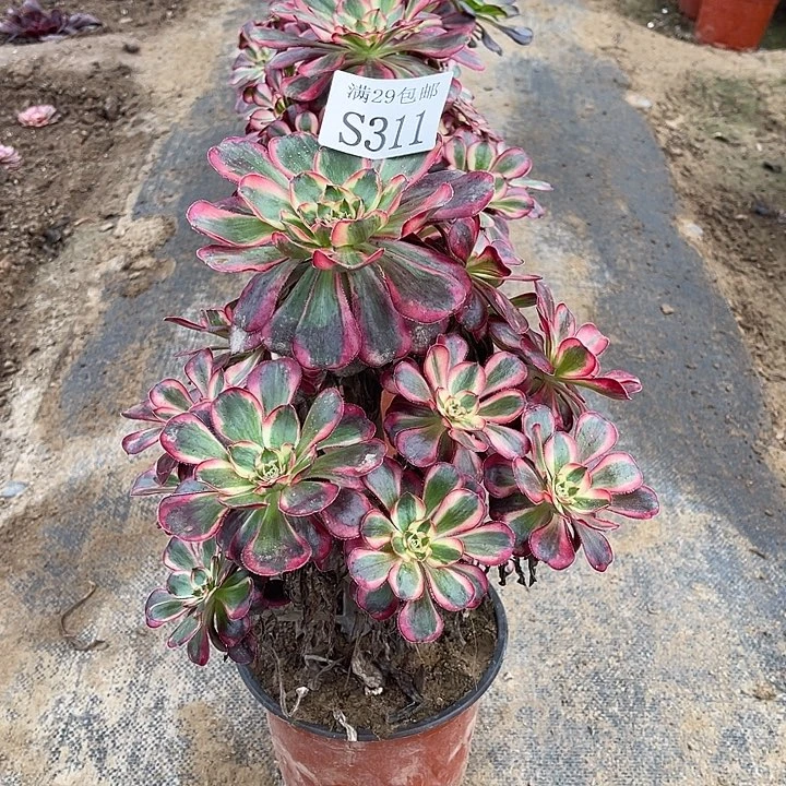 311香奈儿多肉植物