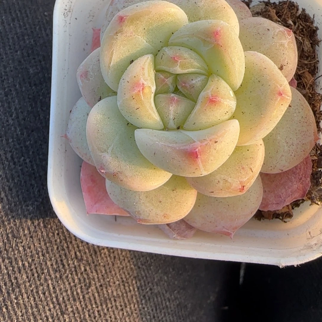 小卡拉米糖心一物一拍