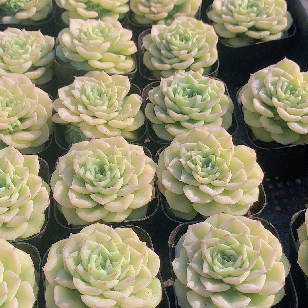 两颗白天鹅2345678899000