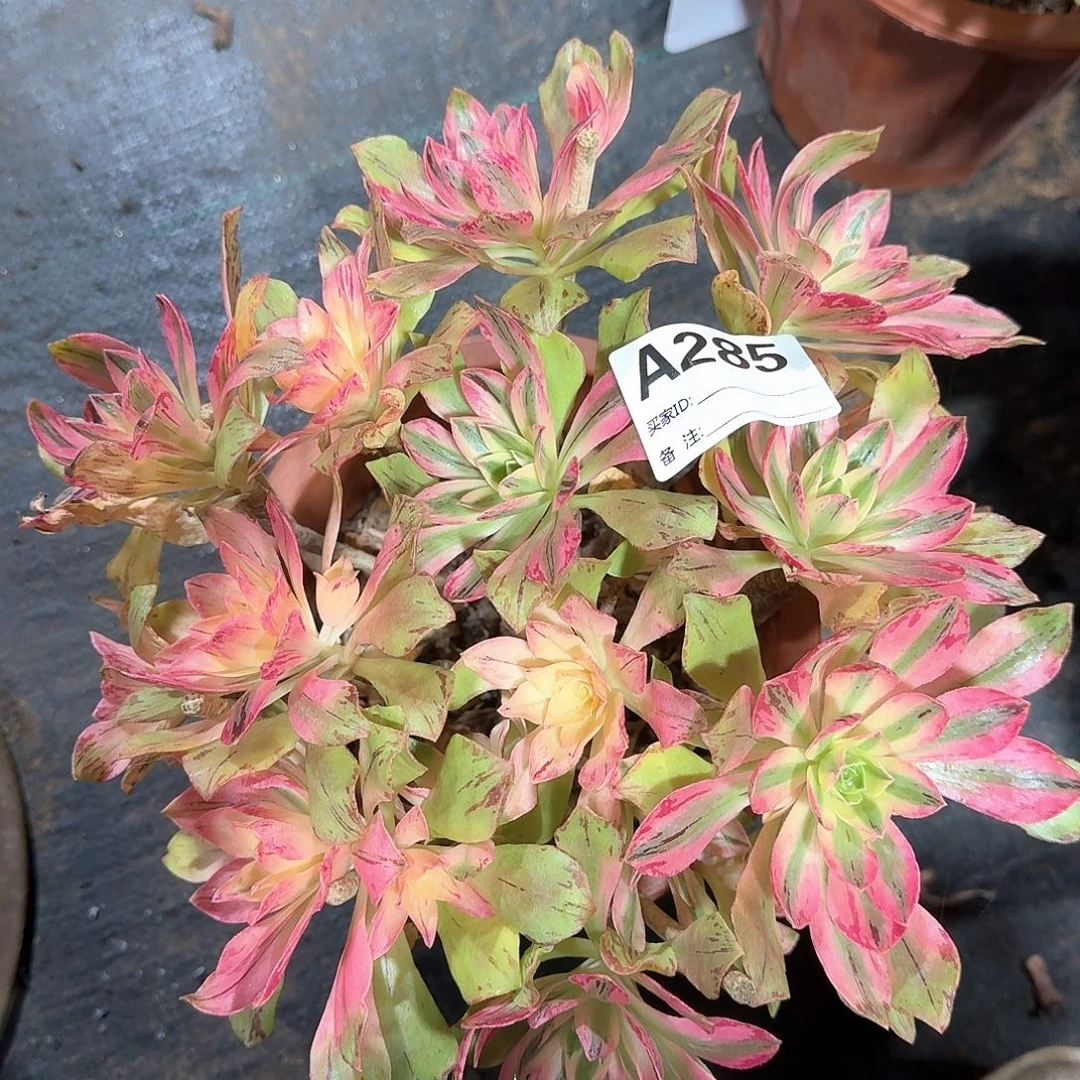 荷花多肉法师a285