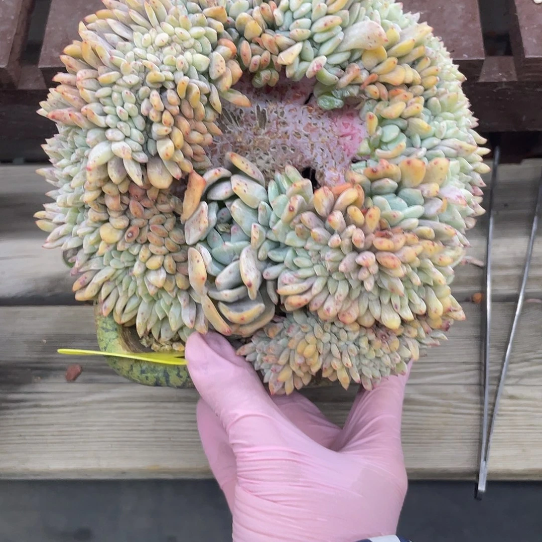 小鱼乖乖寄养代售，星影缀化一个，180元