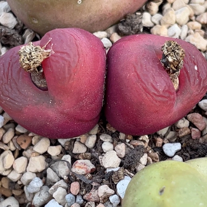 458888896888885589585555