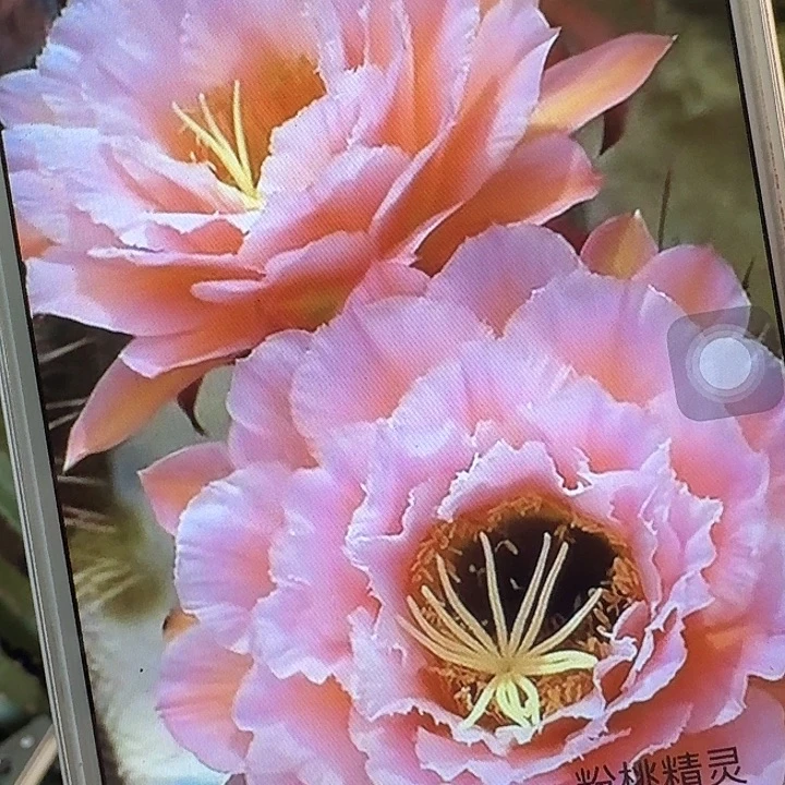 粉桃根冠服7公分毛花柱