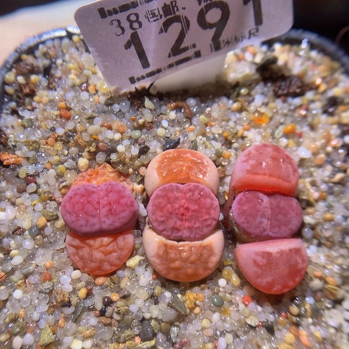 zzz精品生石花1291