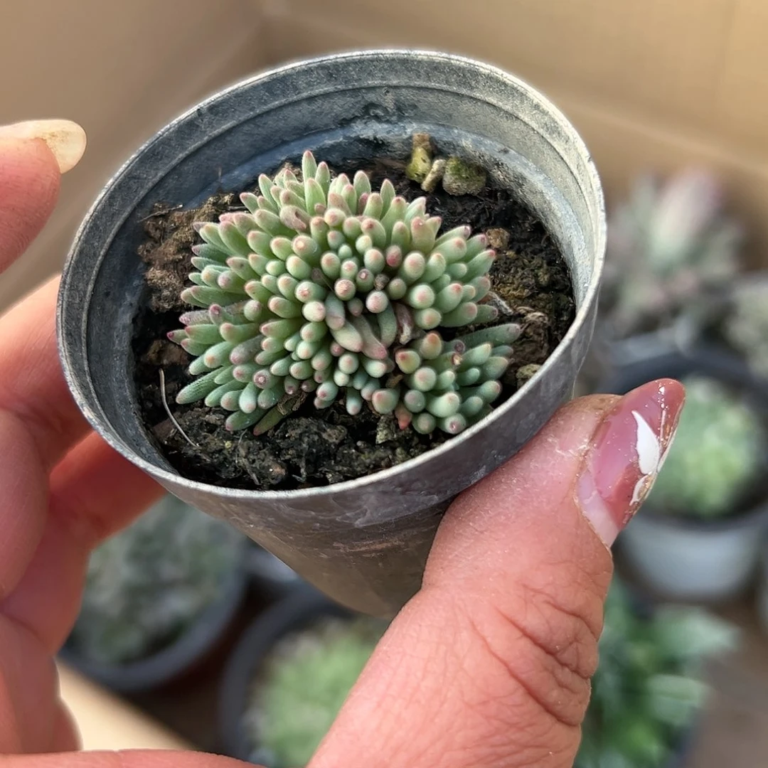 多肉植物晶珊瑚群