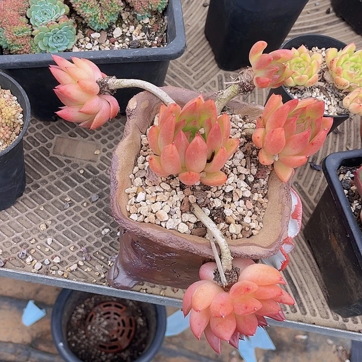 红蜡东云22223多肉植物