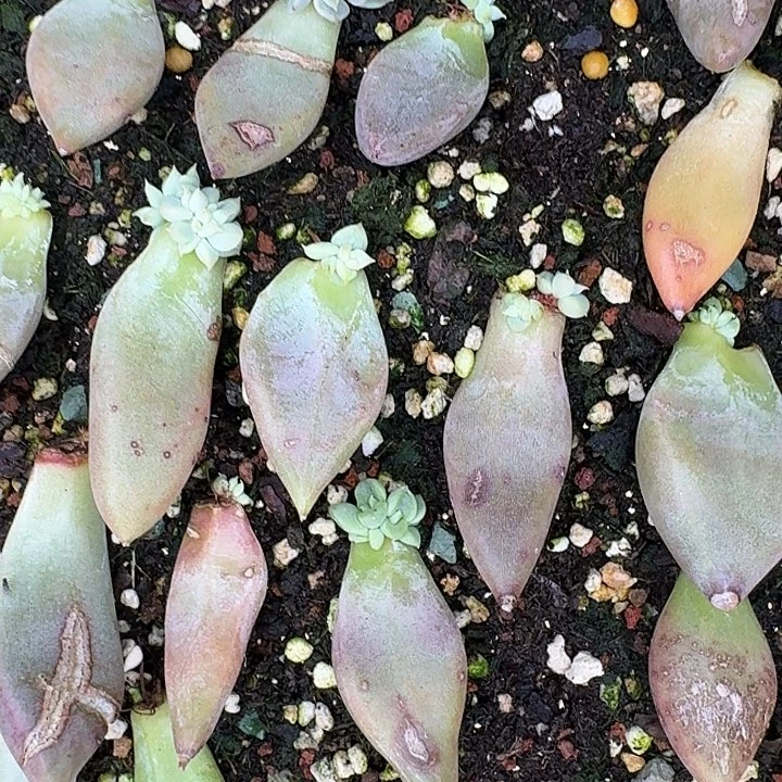 宸***三颗美肉寄养多头植物