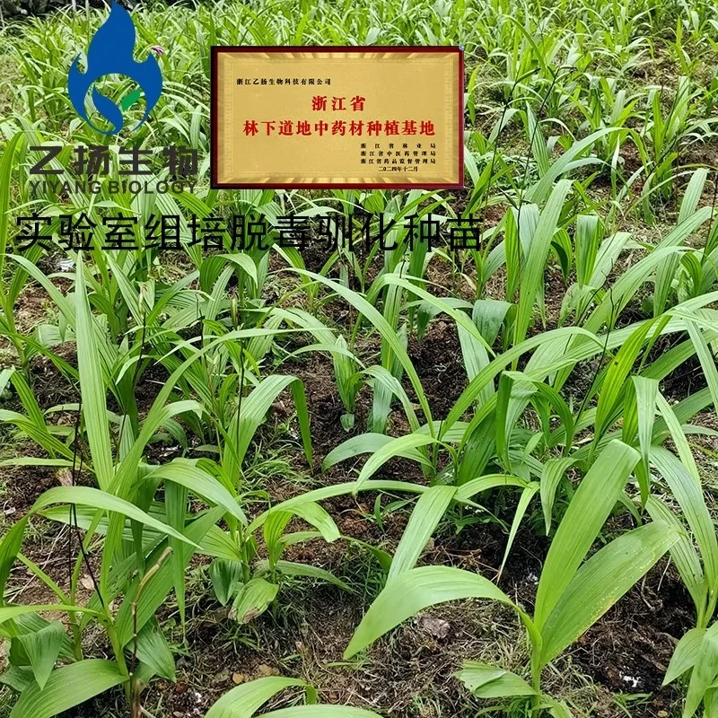白芨种苗基地脱毒驯化两年紫花三叉宽叶白及种子中草药带芽块茎