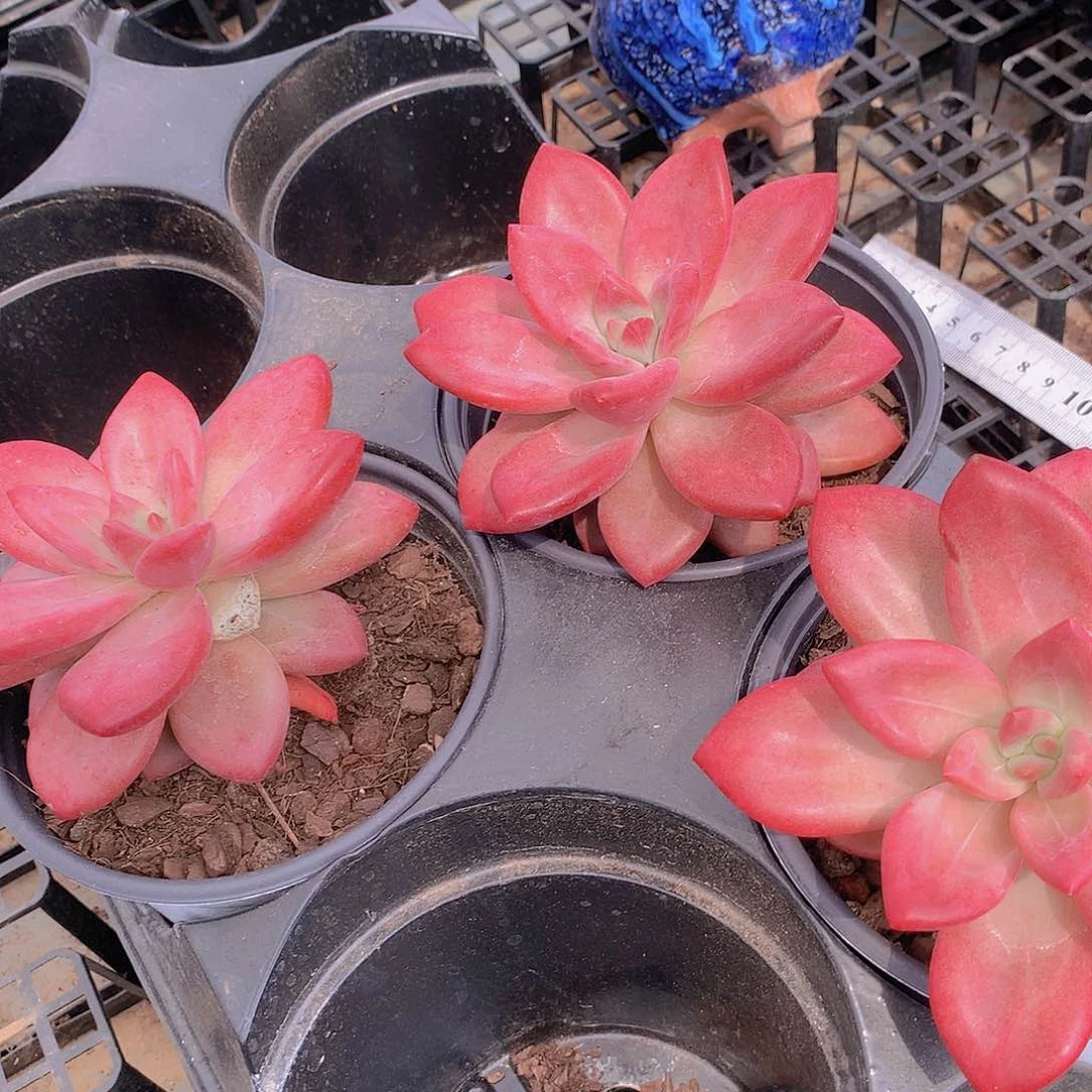 稍微差一点赫菲245567778888