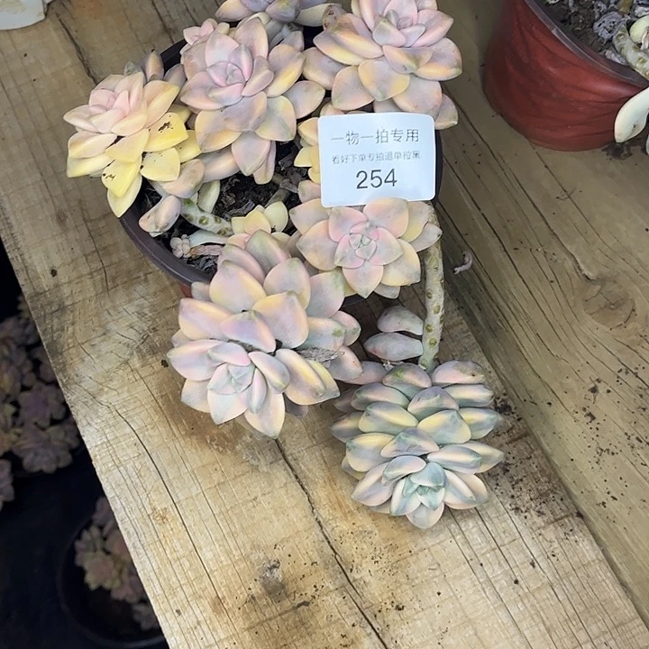 橙***橙美杏锦群，一物一拍