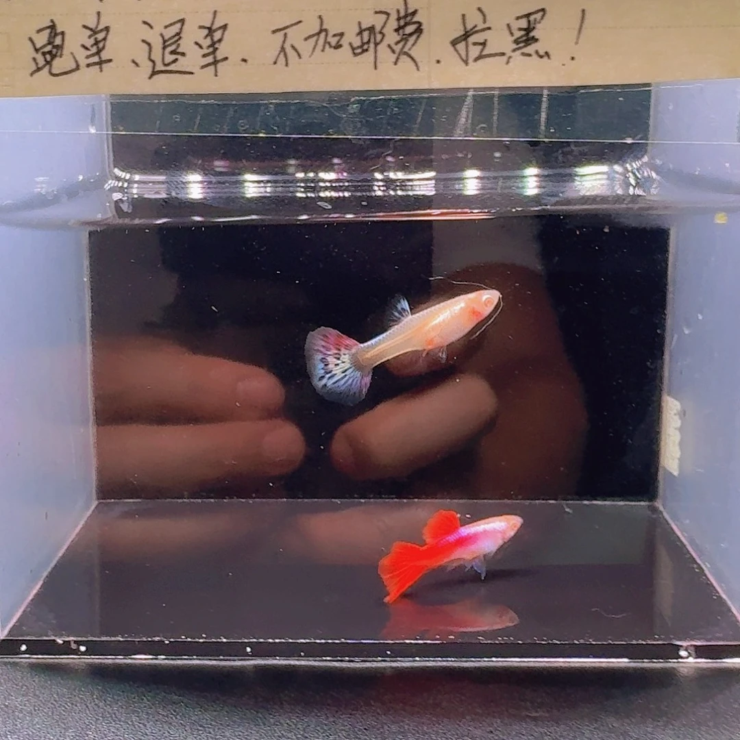 孔雀鱼爱尔银红尾一对