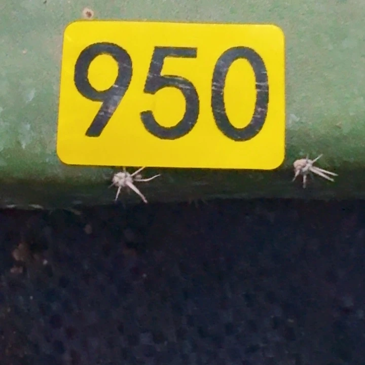 还***肥无花朵福利大尤仙人球950