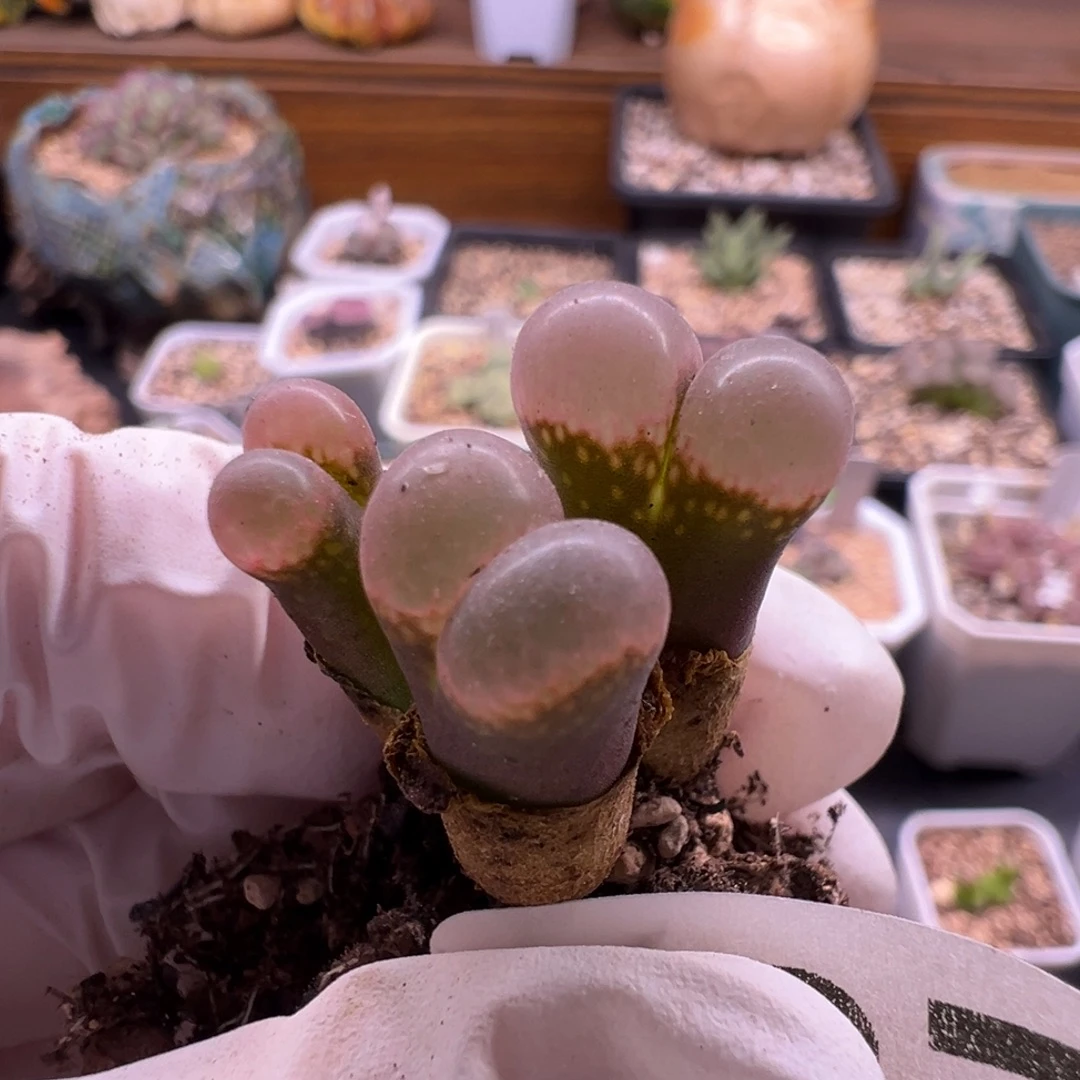 337特特特特特特特